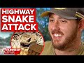 Tradie's fight with brown snake sparks police pursuit | A Current Affair