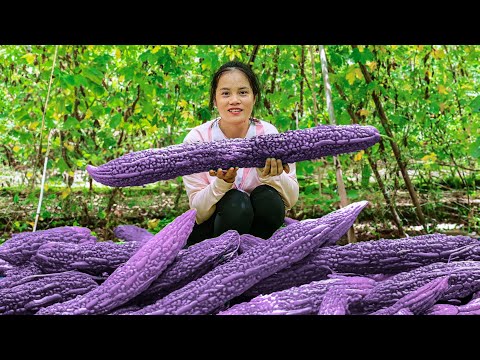 その他 Bitter melon Monster Purple Sky Harvesting Giant Purple Mountain Bitter Melon - How To Build A