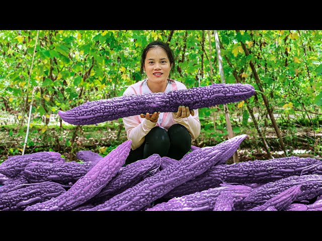 その他 Bitter melon Monster Purple Sky Harvesting Giant Purple Mountain Bitter Melon - How To Build A