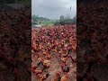 This Is What Youth Looks Like in Nature 🌿 | Free-Range Native Chickens#EcoFriendlyChickenFarming