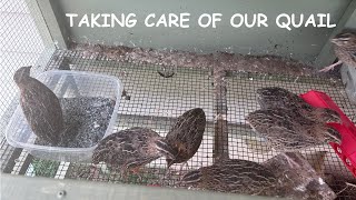 Our Daily Quail Routine: Tips For Keeping Your Quails Healthy And Happy!