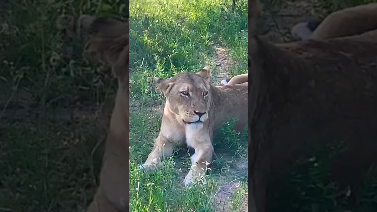Lioness resting after a meal 