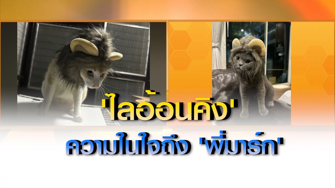 ส่อง "ไลอ้อนคิง" ที่สรยุทธเลี้ยงไว้ กับความในใจถึง "มาร์ก ซักเคอร์เบิร์ก"