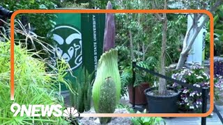 Corpse flower preparing to bloom for the first time