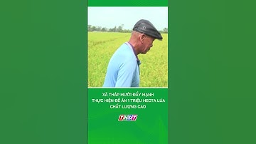 Xã Tháp Mười đẩy mạnh thực hiện Đề án 1 triệu hecta lúa chất lượng cao | Nông nghiệp miền Tây