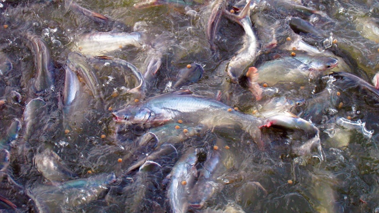 pangasius fish feeding | pangus machli ko Kis Tarah Se fish feed Kela ...