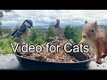 Videos for Cats and Dogs to Watch in 4K - Birds and Squirrel Compilation - ASMR for Cats and Dogs