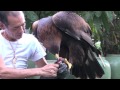 Golden Eagle Training, First Step After Maning