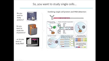 CITEseq in Cytobank with Dr. Adeeb Rahman