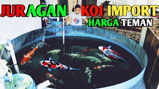 REVIEW HARGA IKAN KOI IMPORT DI JURAGAN KOI IMPORT#IKANKOI#KOI#HARGAIKANKOI#KOIMURAH#KOLAMKOI#