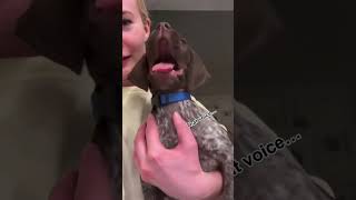 Funny German Shorthaired Pointer #dog#funny#funnyanimals#funnypets#animals
