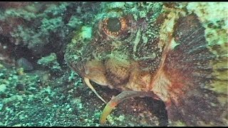 Devil Scorpionfish - venomous fish that walks on tiny legs