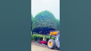Mechanical excavation process of ornamental trees