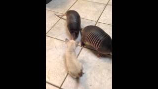 Three baby armadillos meet a kitten Resimi