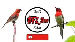 Mp3 Pikat Sepah Raja Kombinasi