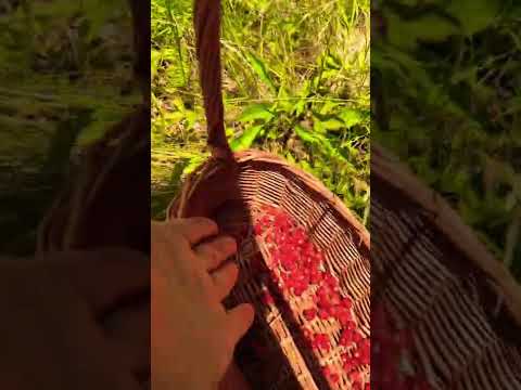 Video: Căpșuni sălbatice: proprietăți utile