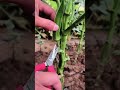 Fresh Okra Pruning Trick! ✂️ #OkraFarming #Agriculture #MyAgricultureLife