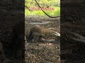 Wild Hunting || Komodo Targets a Wild Boar