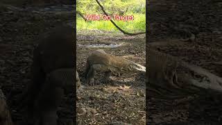 Wild Hunting || Komodo Targets a Wild Boar