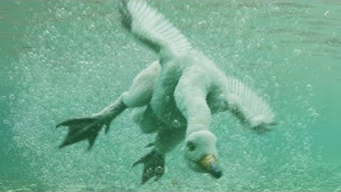 Amazing Dinoworld [2019] - Halszkaraptor Screen Time