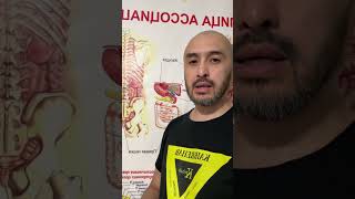 Если болит позвоночник-нужно проверить состояние печени, почек, селезенки, желудка #kairrehab