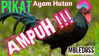 AMPUH ! SUARA PIKAT SUARA AYAM HUTAN HIJAU....... | the alluring sound of Green Junglefowl