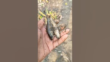 I Helped the stranded fish back home (Tôi dã cúú con cá bì nãc càn)😢😢 #Fish #animals #rivew