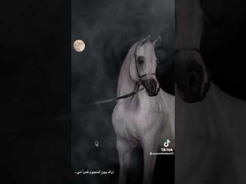 بسأل عليك القمر واجمل حالات الواتساب