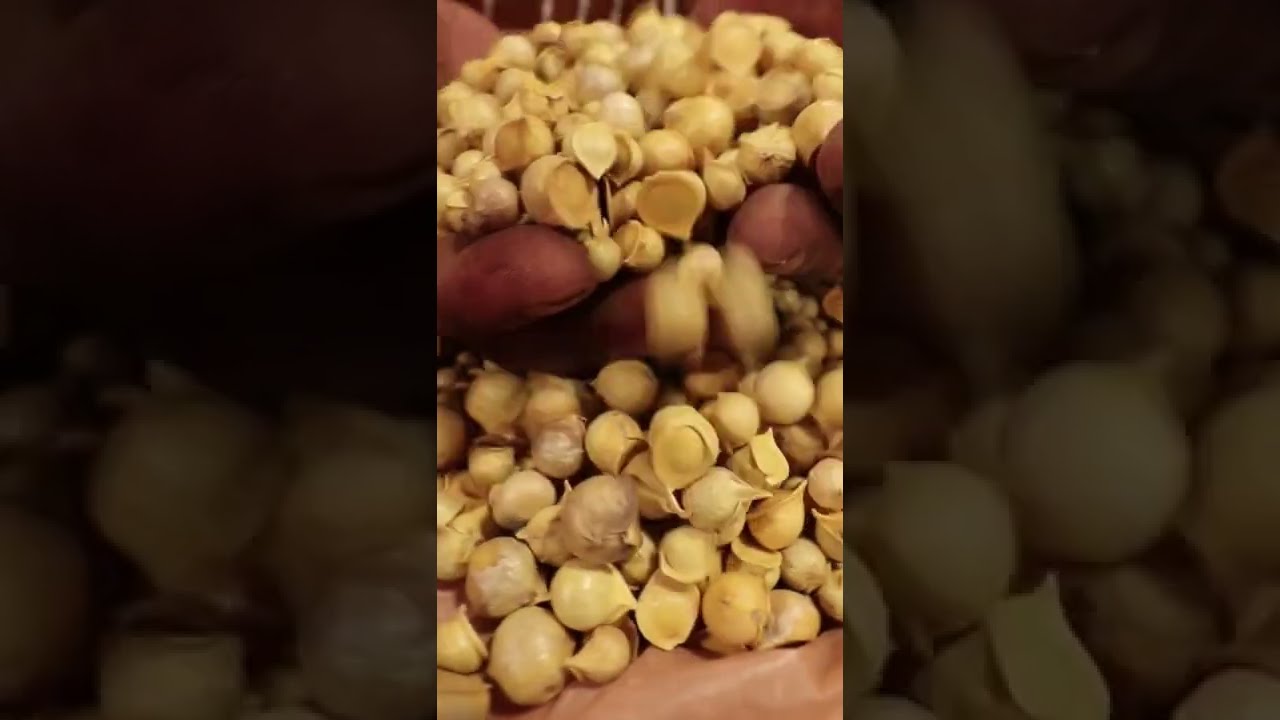 Mountain Garlic Jammu #shorts | Food Fatafat