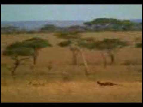 Грин-Пис - YouTube
