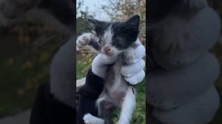 У бродячего котенка закрылись глаза!
