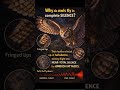 Why do owls fly in complete silence
