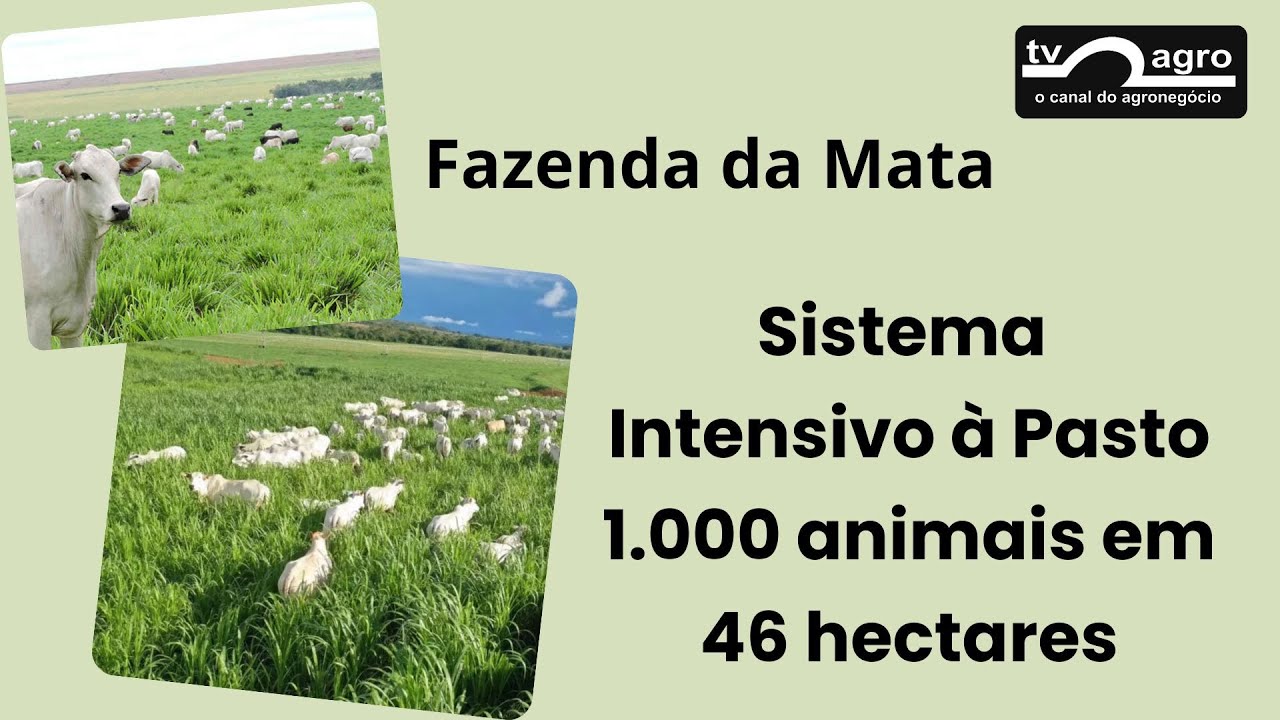1.000 animais em 46 ha...sistema intensivo