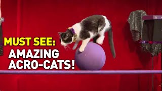 Purrfect Performance! Watch the Amazing AcroCats!
