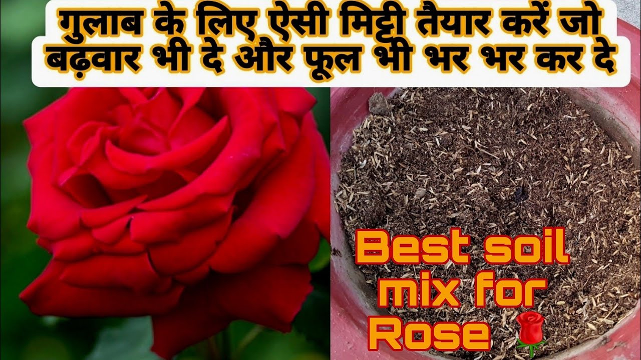 गुलाब लगाने के लिए मिट्टी कैसे तैयार करें | Best soil for Rose Plant | How to Prepare Soil for Rose