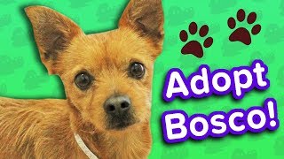 Adopt Bosco! // Chihuahua Mix // Adoptable Featurette