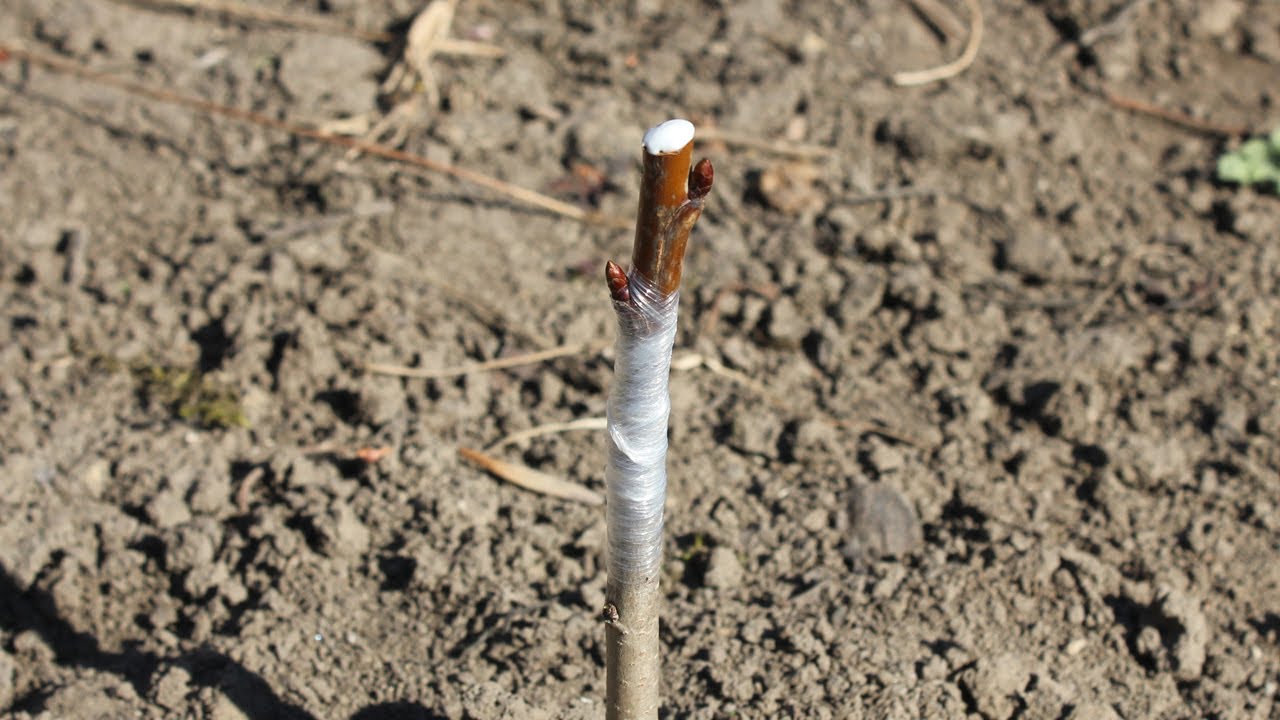 Прививка вишни простым приращиванием