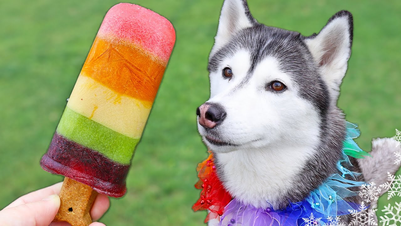 13 DIY Dog Popsicle Recipes for the Summer!