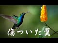 中島みゆき  傷ついた翼 (covered by K)