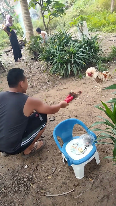 Ayam Bangkok X plucker