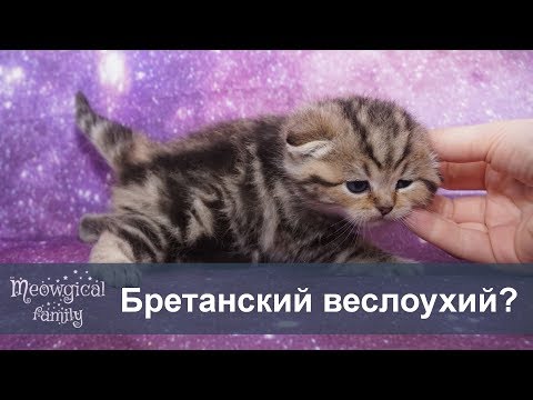 Какая разница между британцами и шотландцами?