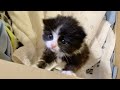 保護した赤ちゃん猫が夜鳴きを始めたので覗いてみると… #shorts