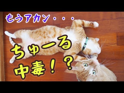 【ASMR有り】食欲ない猫達を救え！カリカリに大人気ねこおやつ『ちゅーる』