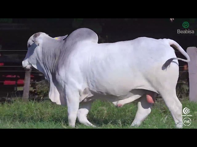 Lote 47   Leilão Genética Top Beabisa