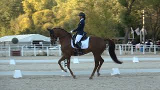 CSENGE PATIK, LOWY-TAR, HUNGARIAN CHAMPION, Young horse 5 years old, Day ,2 dressage, 2021, 83,4%