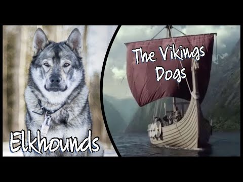 Video: Skandinaviske vikingturer du ikke vil gå glipp av