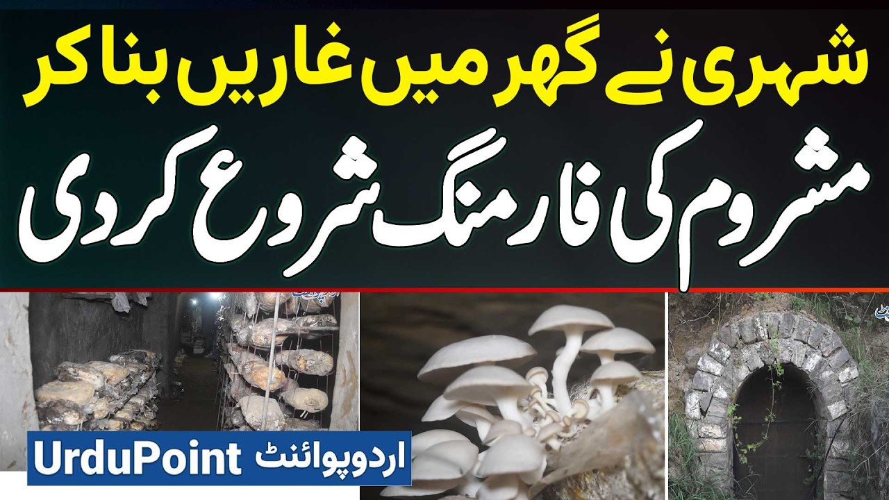 Mushroom Farming In Pakistan - Ghar Me Caves Bana Kar Mushroom Ki Farming Kaise Ki Jati Hai?