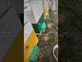 збір пилку