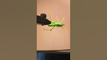 Mop fly Hopper pattern. learned from Tim Flagler video.