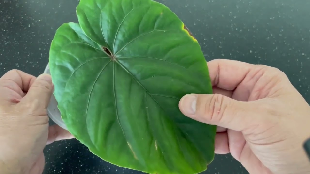 wiwat aspidistra Aspidistra elatior 'Milky Way' | Plants